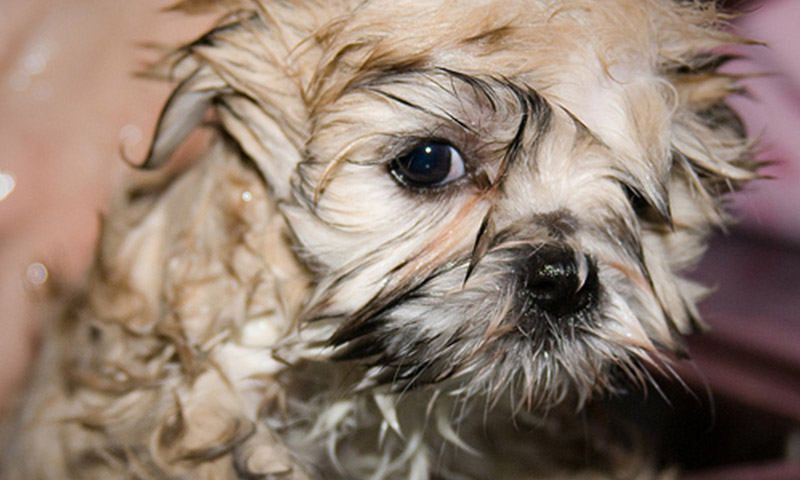 menopause night sweats